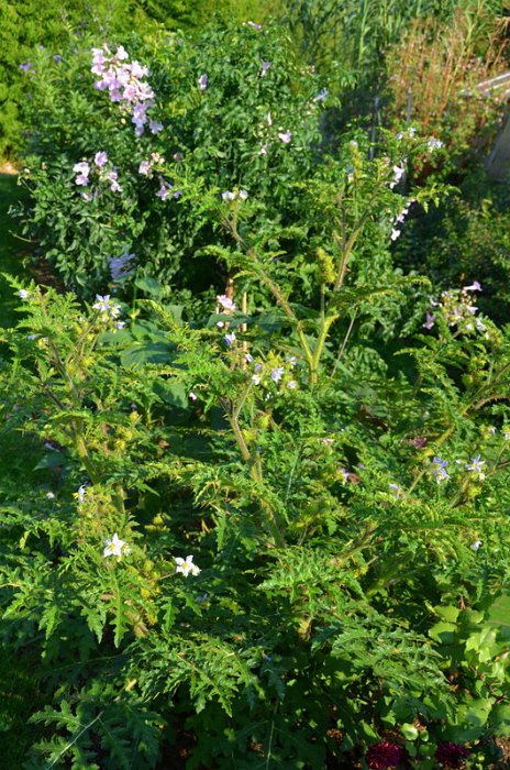 Solanum species